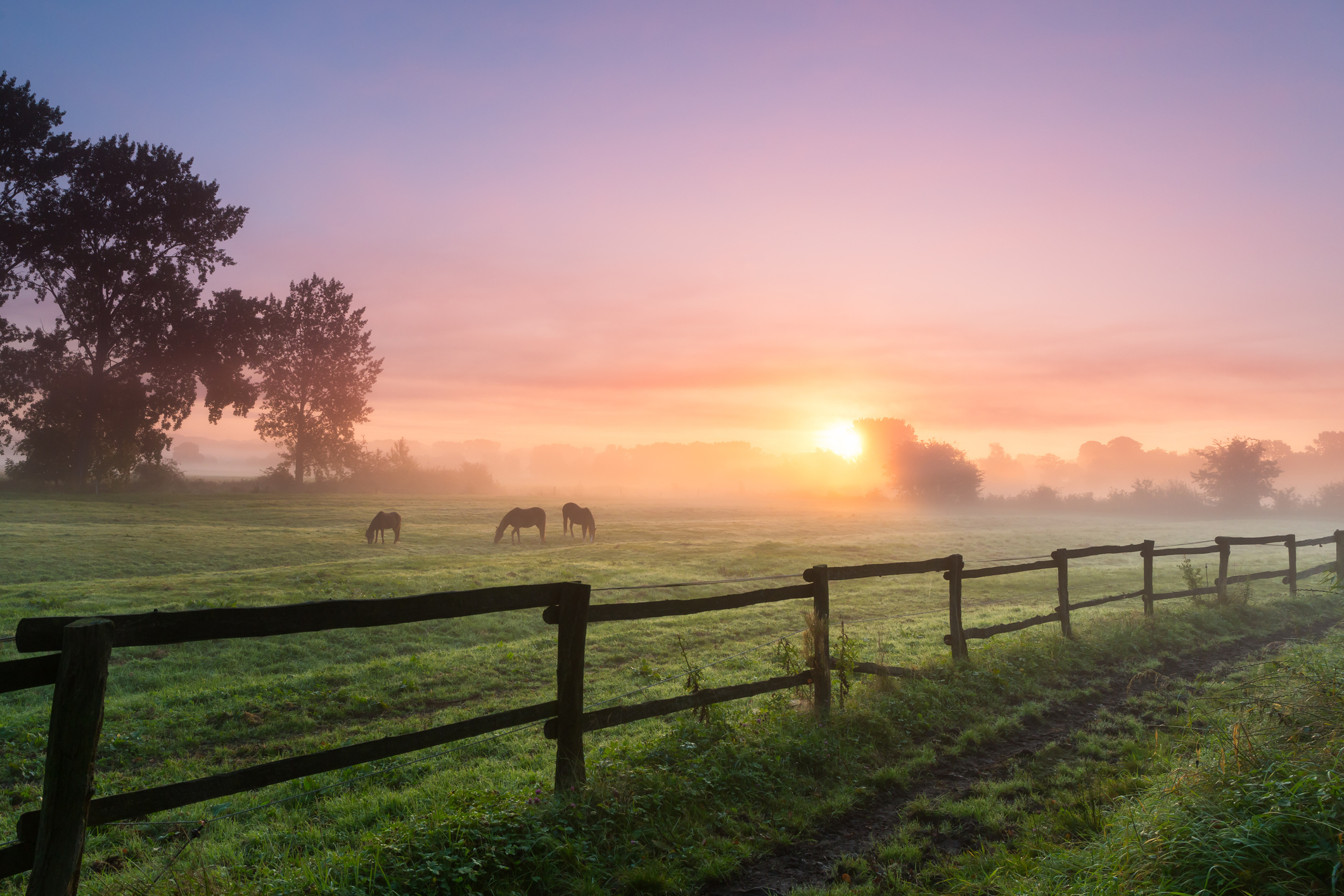 ALLE VERBLIJVEN VOOR JOU EN JE PAARD