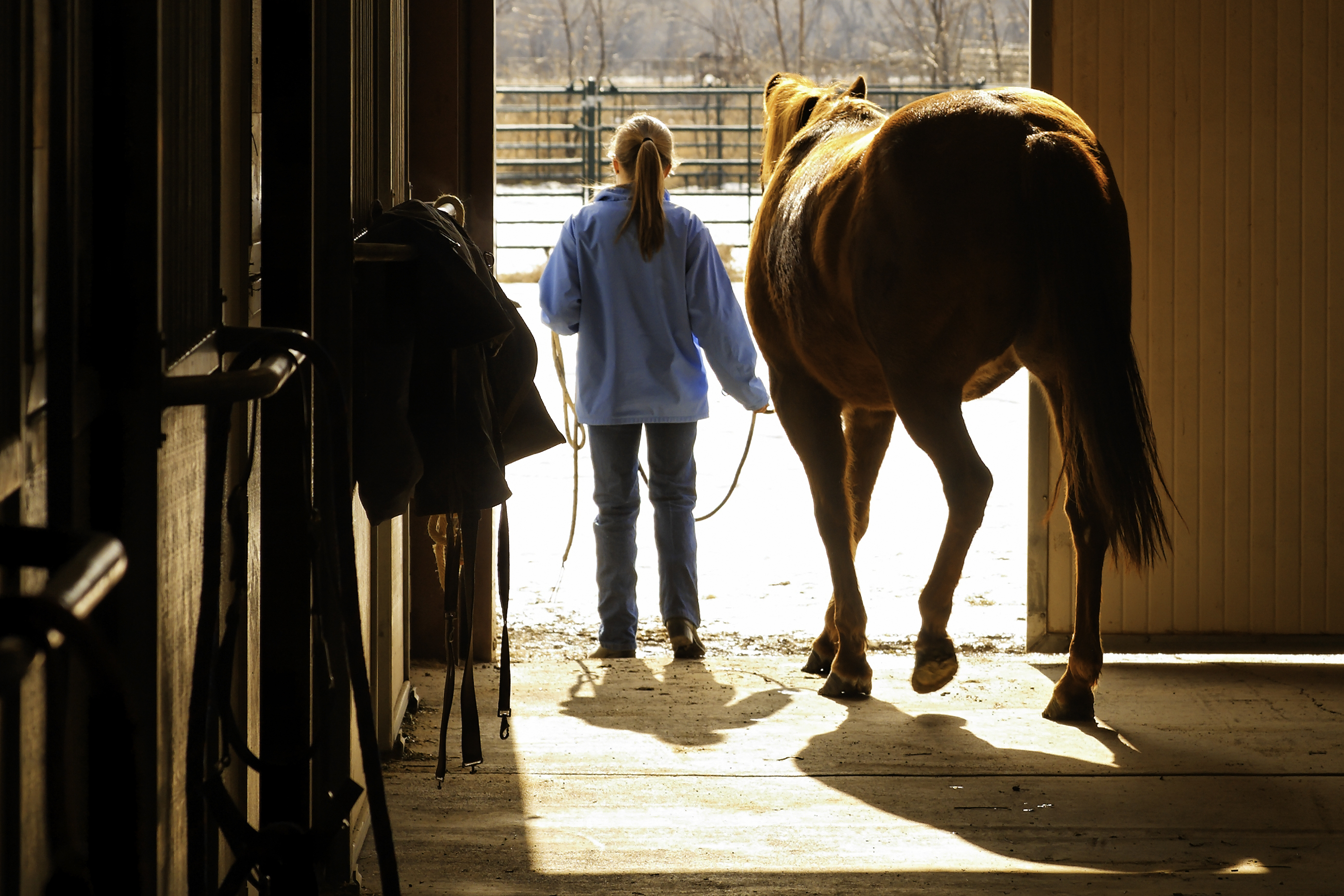 PAARD OF PONY HUREN