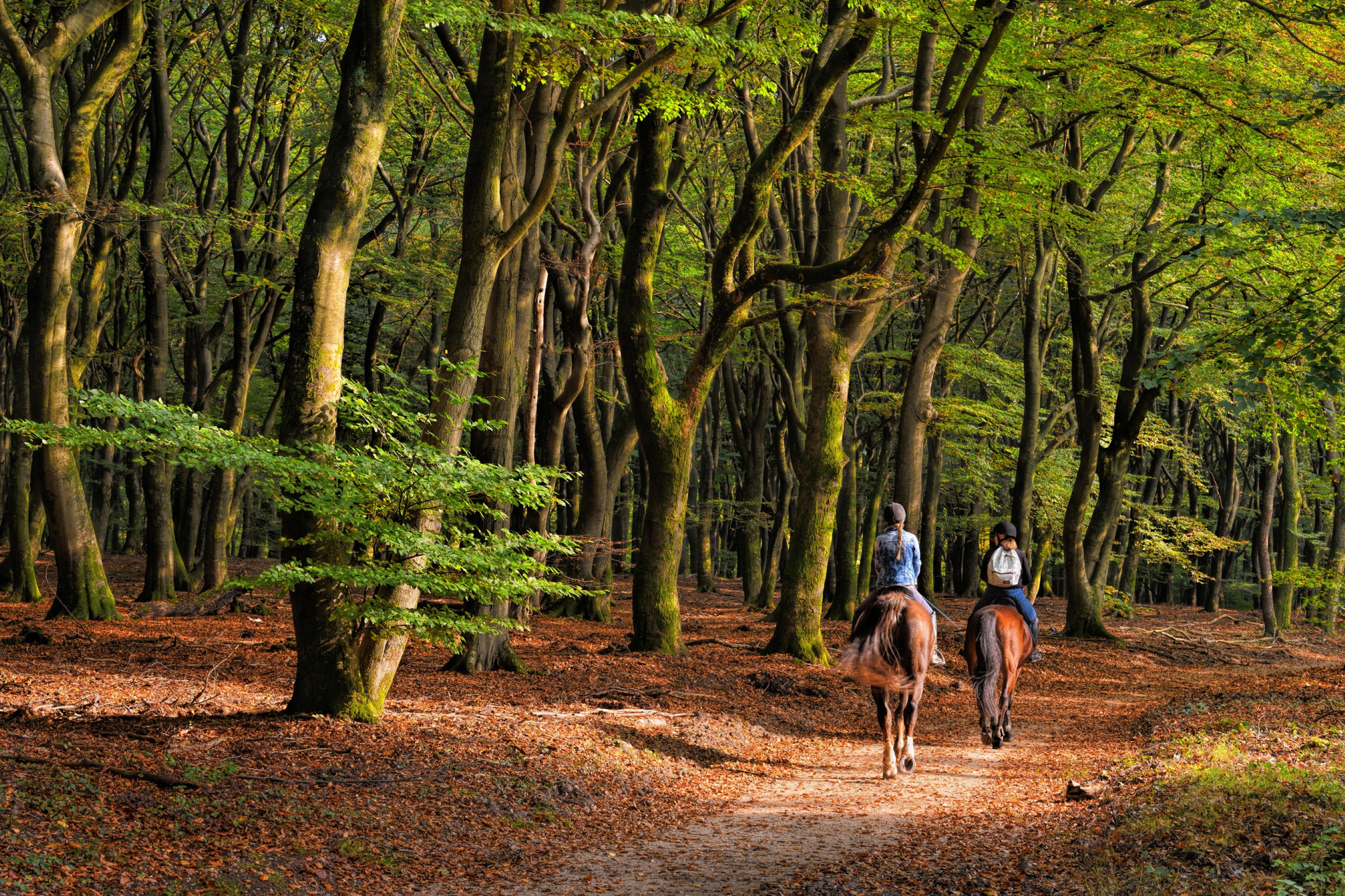 Noord - Brabant