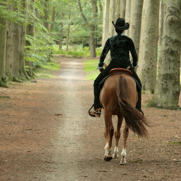 HOE WERKT HORSE & STAY?